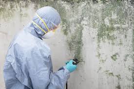 Best Environmental Consulting for Mold Prevention  in Cohoe, AK